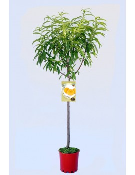 Melocotón Sudanell  en maceta de 25 cm.Planta natural 100%