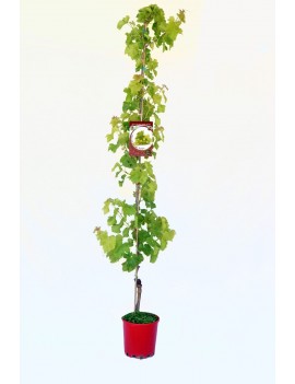 Parra Victoria ecológica en maceta de 25 cm. Planta natural 100%