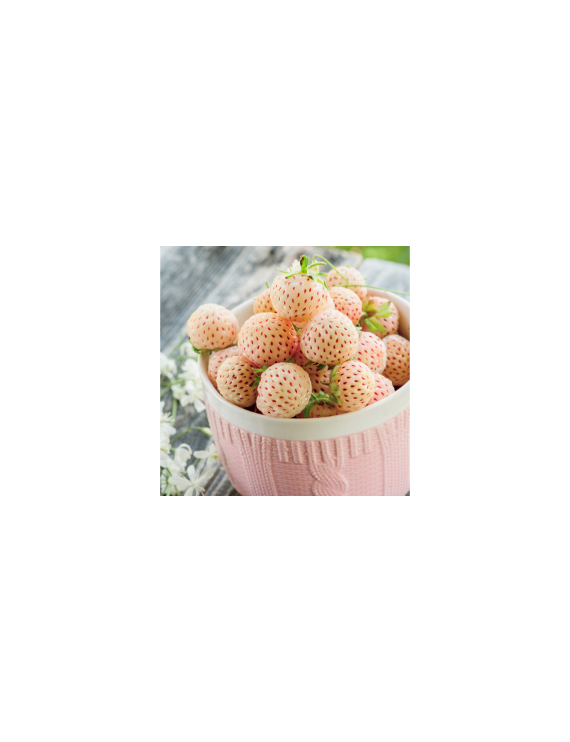 Fresanas plantas de fresa fragaria chiloense