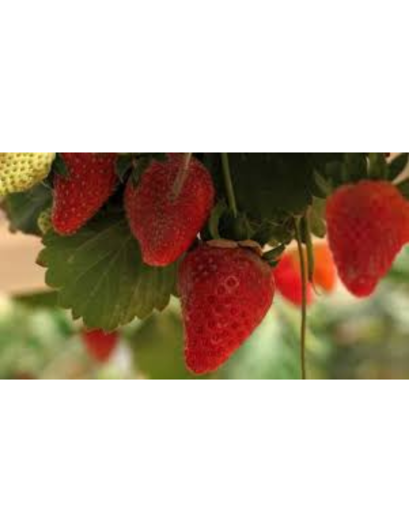 Fresa Garigette ecológica, variedad francesa, fresanas.