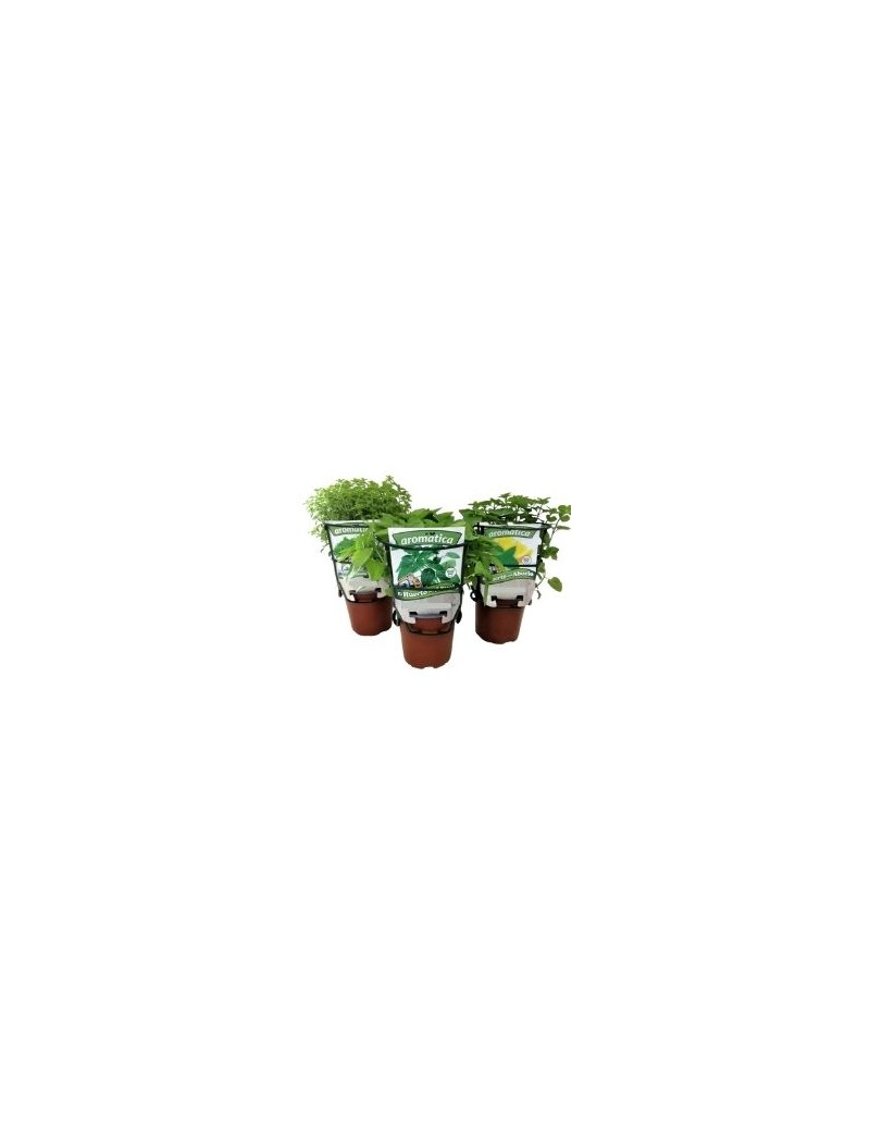 Fresanas trío plantas de remedios: Estevia, Salvia y Ruda