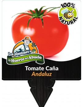 Fresanas Tomate caña andaluz plantón ecológico en maceta pack 6 unidades