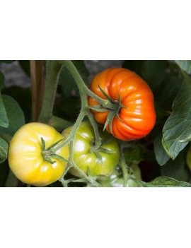 Plantel Tomate Marmande Raf Ecológico Pack de 6 unidades