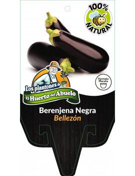Fresanas planta de Berenjena negra