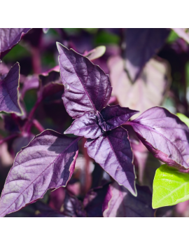 Fresanas albahaca púrpura planta 100% natural