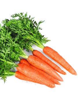 Fresanas zanahorias planta 100% natural envío a domicilio