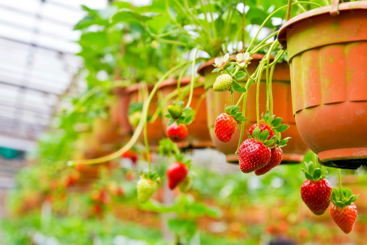 Plantar tu huerto de Fresas en casa