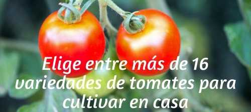 Elige entre más de 16 variedades de tomates para cultivar en casa