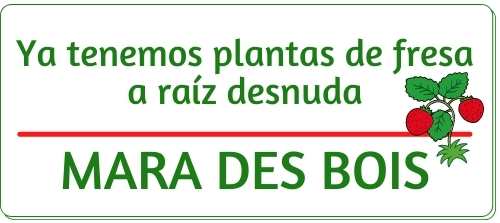 https://www.fresanas.com/es/nuestras-fresas-/57-plantas-de-fresas-mara-des-bois.html