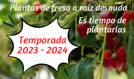 Cultiva plantas de fresa ecol&oacute;gicas